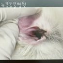 뉴욕동물병원 | 종로구 혜화동 동물병원 뉴욕동물병원 진료시간 접근성 이용후기