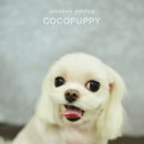 꼬야애견 이미지