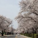 (2021안동문화예술의전당 벚꽃길 특별기획공연)다시 봄 Spring Again Concert1 | 안동 낙동강변벚꽃길(안동문화예술의전당~안동소방서) , 월영교와 하회마을 벚꽃도 기대