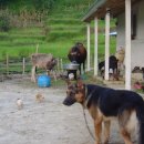 헤브론농장 이미지