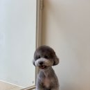 퍼피숑 이미지