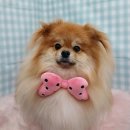 펫피파니 이미지