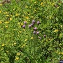 김삿갓면-16 이미지