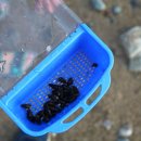 시골다슬기 이미지