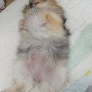 우리콩 이미지