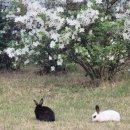 여주 마조렐글램핑리조트 이미지