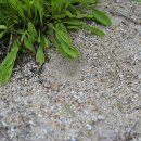 개미귀신(명주잠자리 애벌레) 이미지