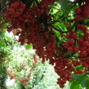 거창오미자영농조합법인 이미지