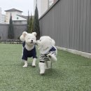 허밍독 이미지