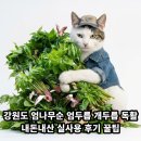 순용농장2 | 강원도 엄나무순 엄두릅 개두릅 독활 내돈내산 실사용 후기 꿀팁