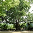 지슬1리 이미지