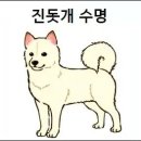 진돗개 수명 진돗개 아이큐 및 특징 이미지