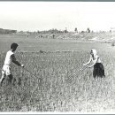 1967년 나락 논메기 이미지