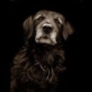 도그스퀘어 이미지