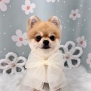 스마일댕댕 이미지