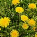 민들레1 이미지