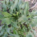 신통한약방 | [스크랩] 소루쟁이 효능 및 수영과 비교