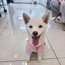 멍샵 강아지분양 인천본점 이미지