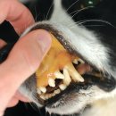 로로동물의료센터 이미지