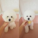 아토 강아지 미용실 이미지