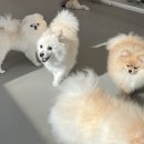 놀러오개 영등포점 네이버블로그