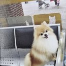 로아동물병원 네이버블로그