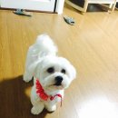 메리몰펫샵 이미지