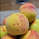 용택농장 이미지