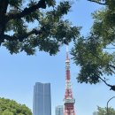 [일본여행_7] 마지막날의 일본 🇯🇵 6박 7일 대장정! /게이세이우에노역, YAYOI, 고양이카페, 스카이...