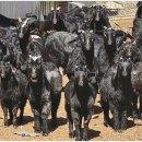 광개토농장 이미지