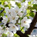 사과꽃향기 이미지