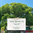 남원 진기리 느티나무 | [알아두면 쓸모있는 식물 이야기 #3] 새천년 밀레니엄 나무, 느티나무 이야기