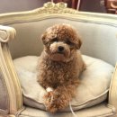 메르시동물병원 이미지