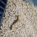 신도안동물병원 | 고양이 설사로 고생한 후기 *변사진 주의