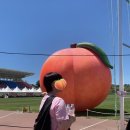 조치원_신흥리_조치원중학교 앞 | 2025 세종 조치원 복숭아 축제 후기