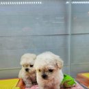 멍멍왕자야옹공주 - 8656 | 멍멍왕자야옹공주