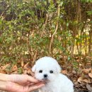 부산강아지분양 앨리펫 | 테디비숑 부산미니비숑 부산양정강아지분양 부산테디비숑전문