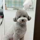 꽃단장하시개 이미지