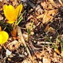 봄마중(2월에는) 이미지