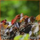 은행나무가든 이미지