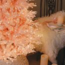 핑크트리 이미지