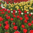 보강천 미루나무숲 이미지