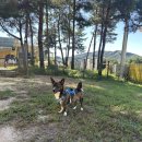 두지네 윗집 이미지