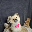 주견야DOG 이미지