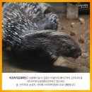 포큐파인