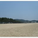 연포해수욕장(송림) 티스토리