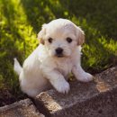 강아지의 품격 이미지