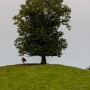 큰언덕목장 이미지