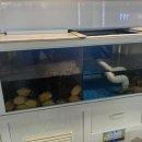 개들의 만찬 | 연산동 토곡 맛집 바다장어 오마카세잖아 장어만찬