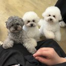 인천시청 애견미용학원수강후기 실습 비중 보고 바로 결정했어요